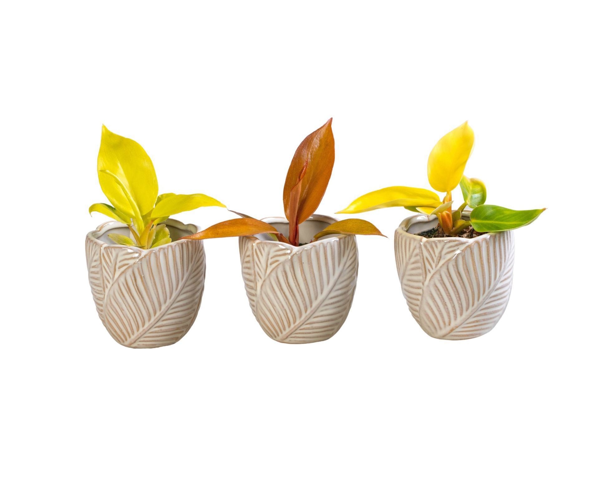 Philodendron L 65955 with Philodendron Mix