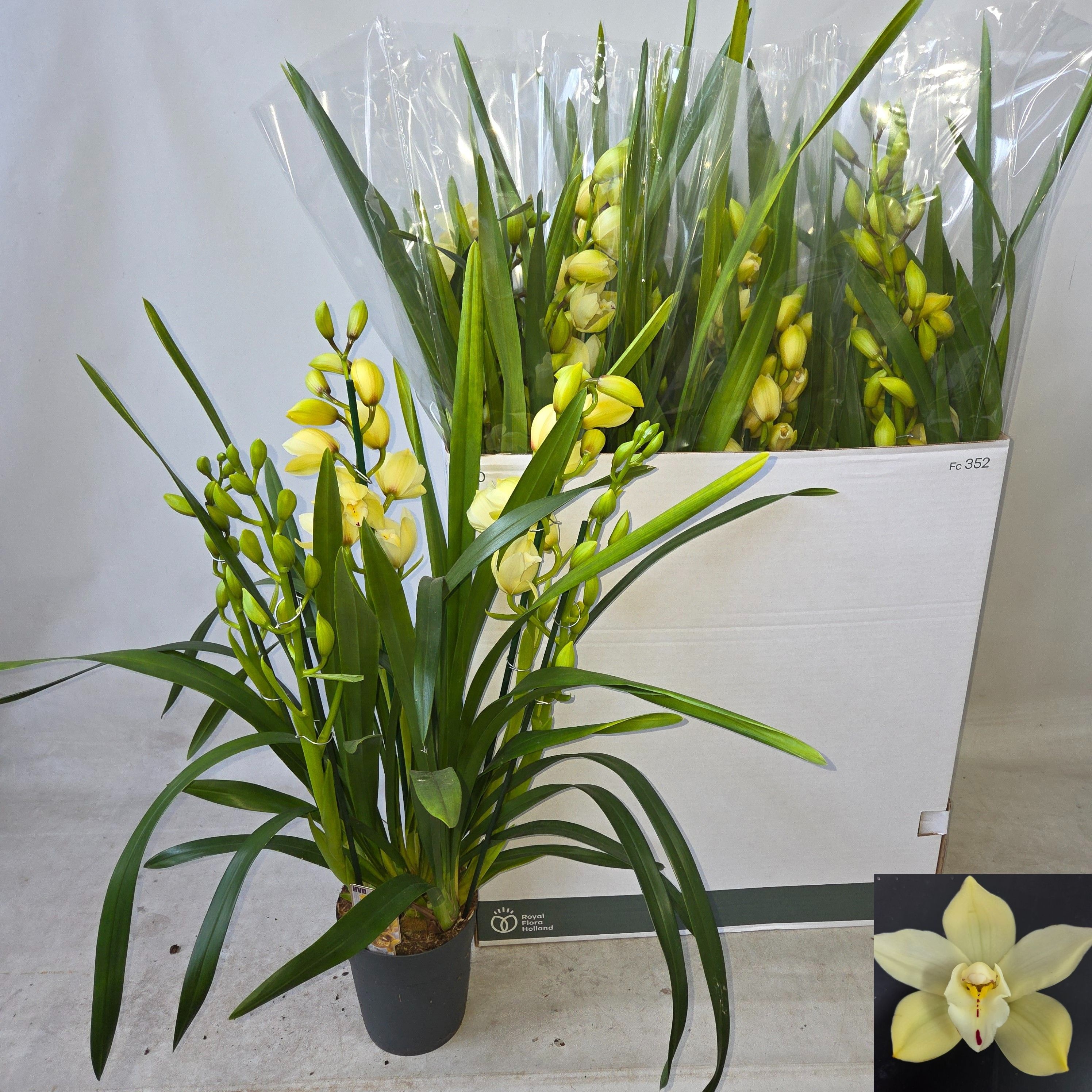 Cymbidium Ov