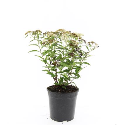 Picture of Spiraea jap. Genpei P14