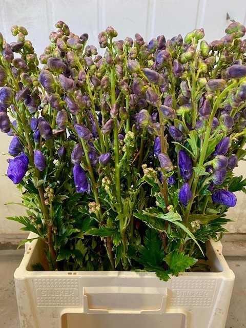 Aconitum Arensi 70cm