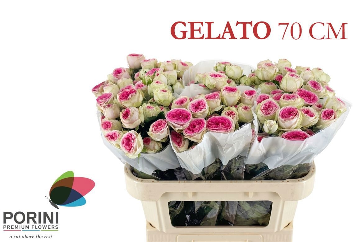 Rosa Spray Gelato 70cm