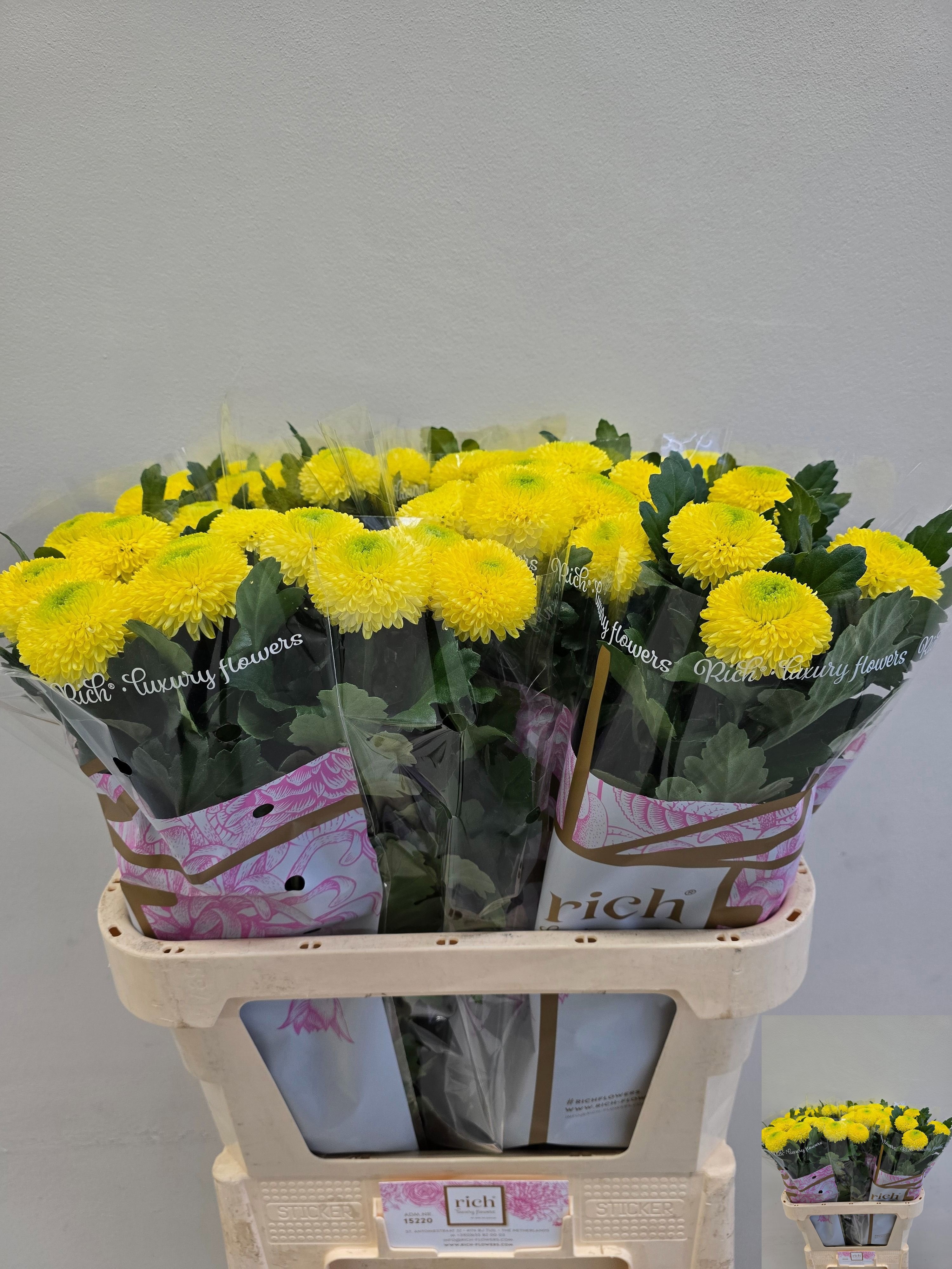 Chrysant Single Golden Ping Po 80cm 80gram