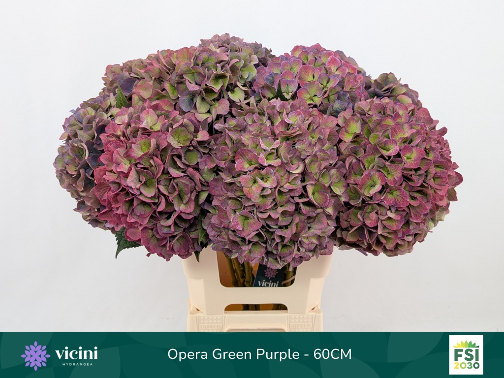 Hydr M Roy Opera Cl 60cm 20Ø
