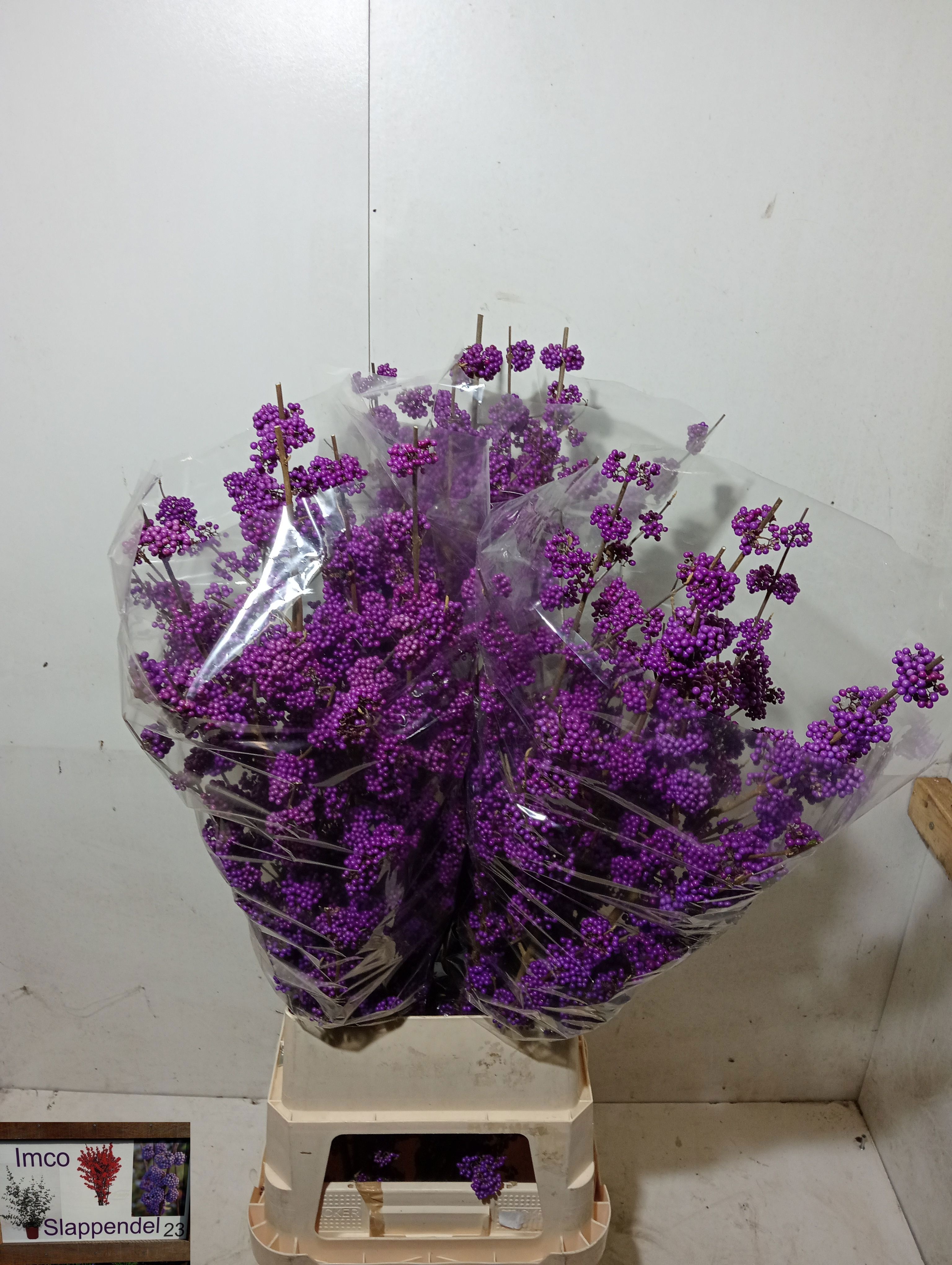Callicarpa Bod Giraldi(imp) 120cm