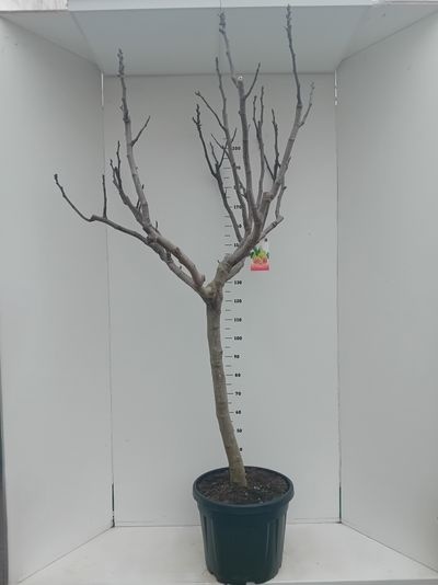 Ficus carica