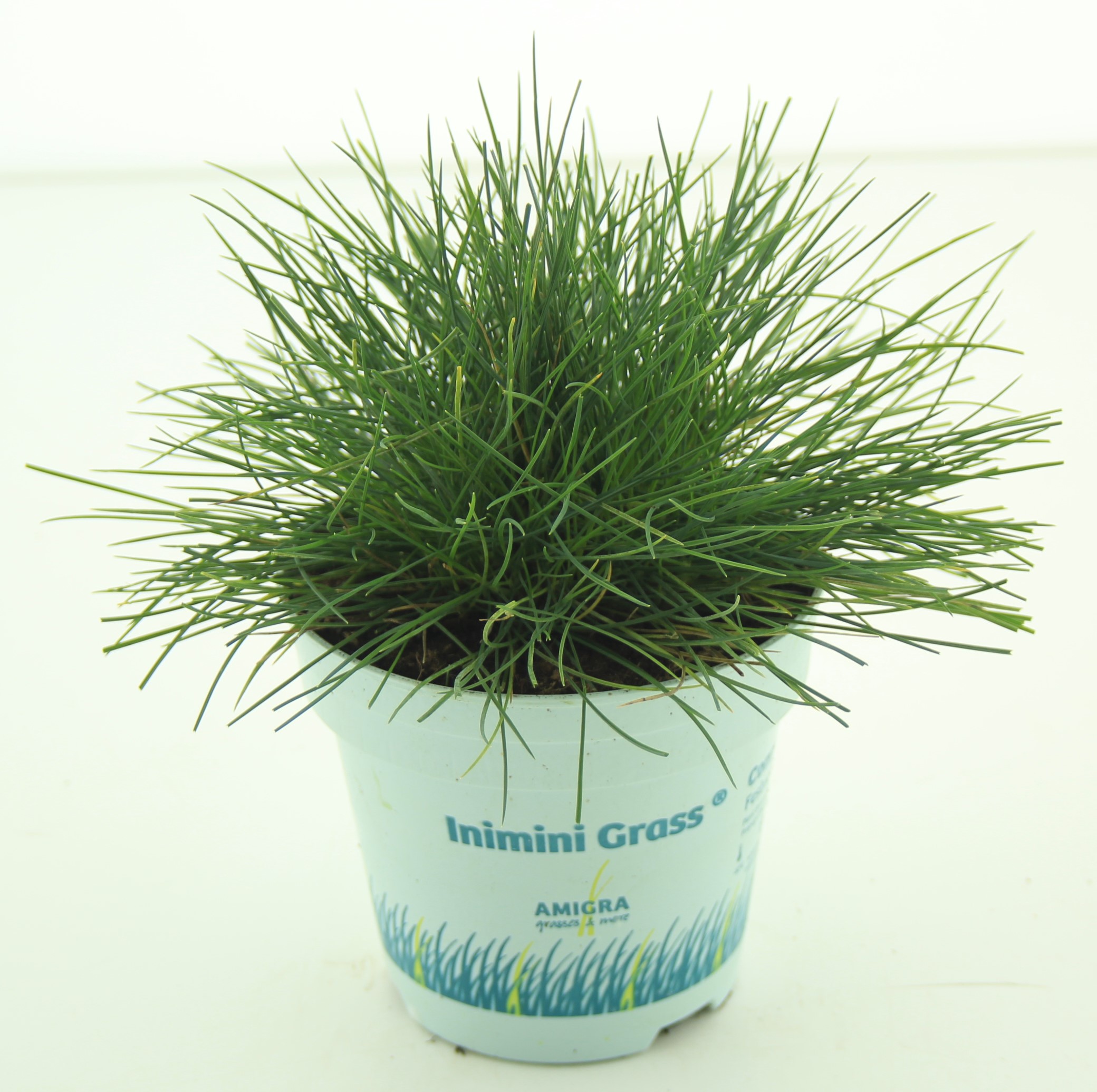 Picture of Festuca glauca CompactA Blue®