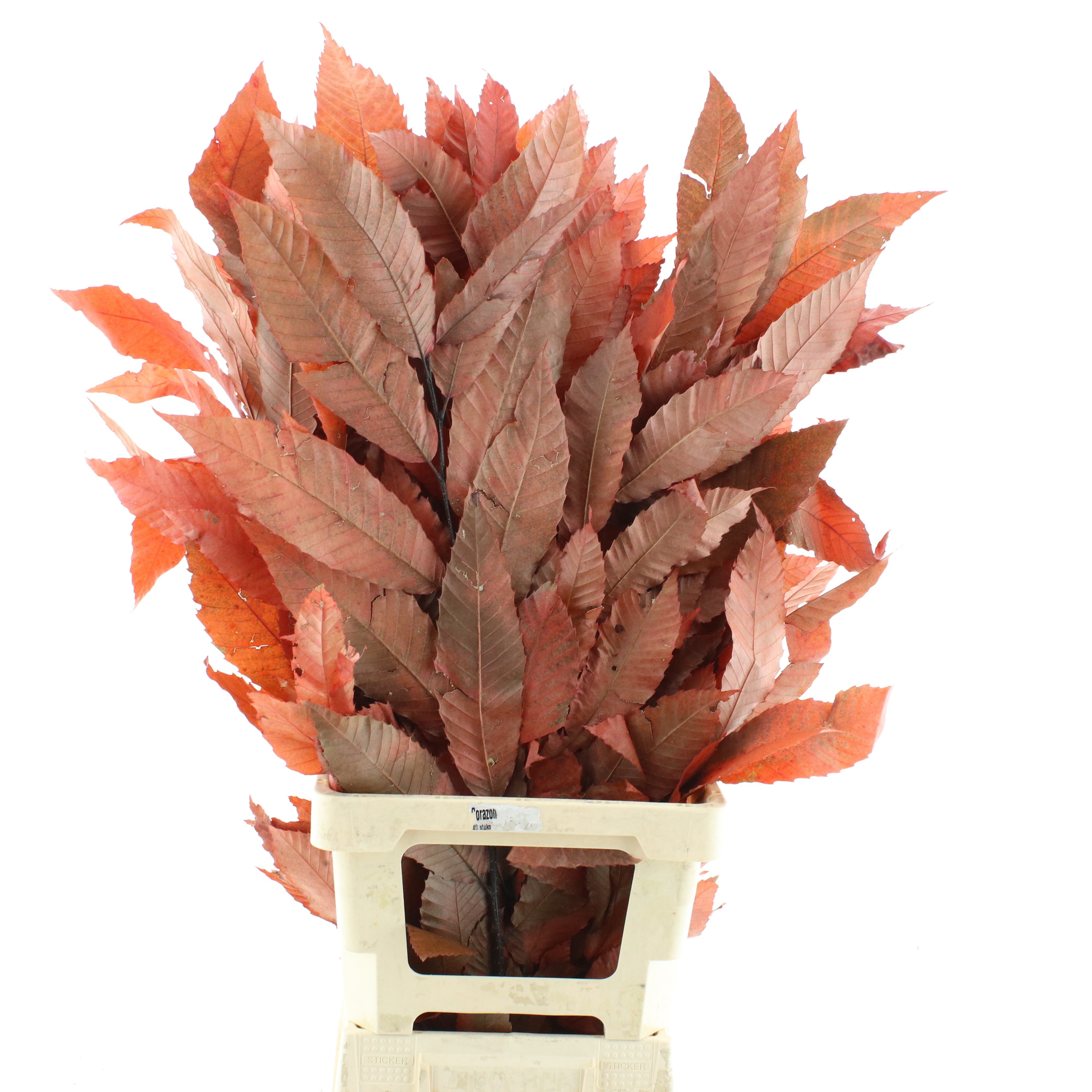 Decorgroen Klb Bs H%
