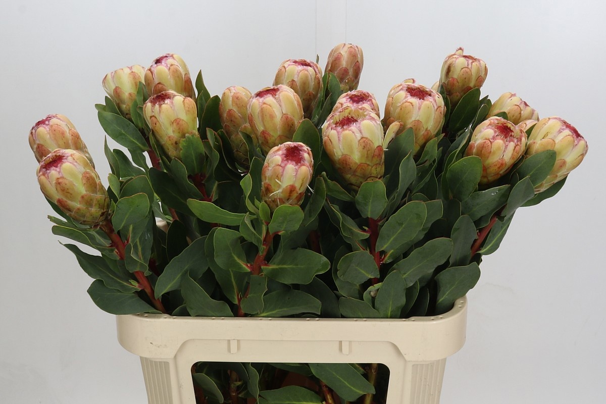 Protea Grandicolor 80cm