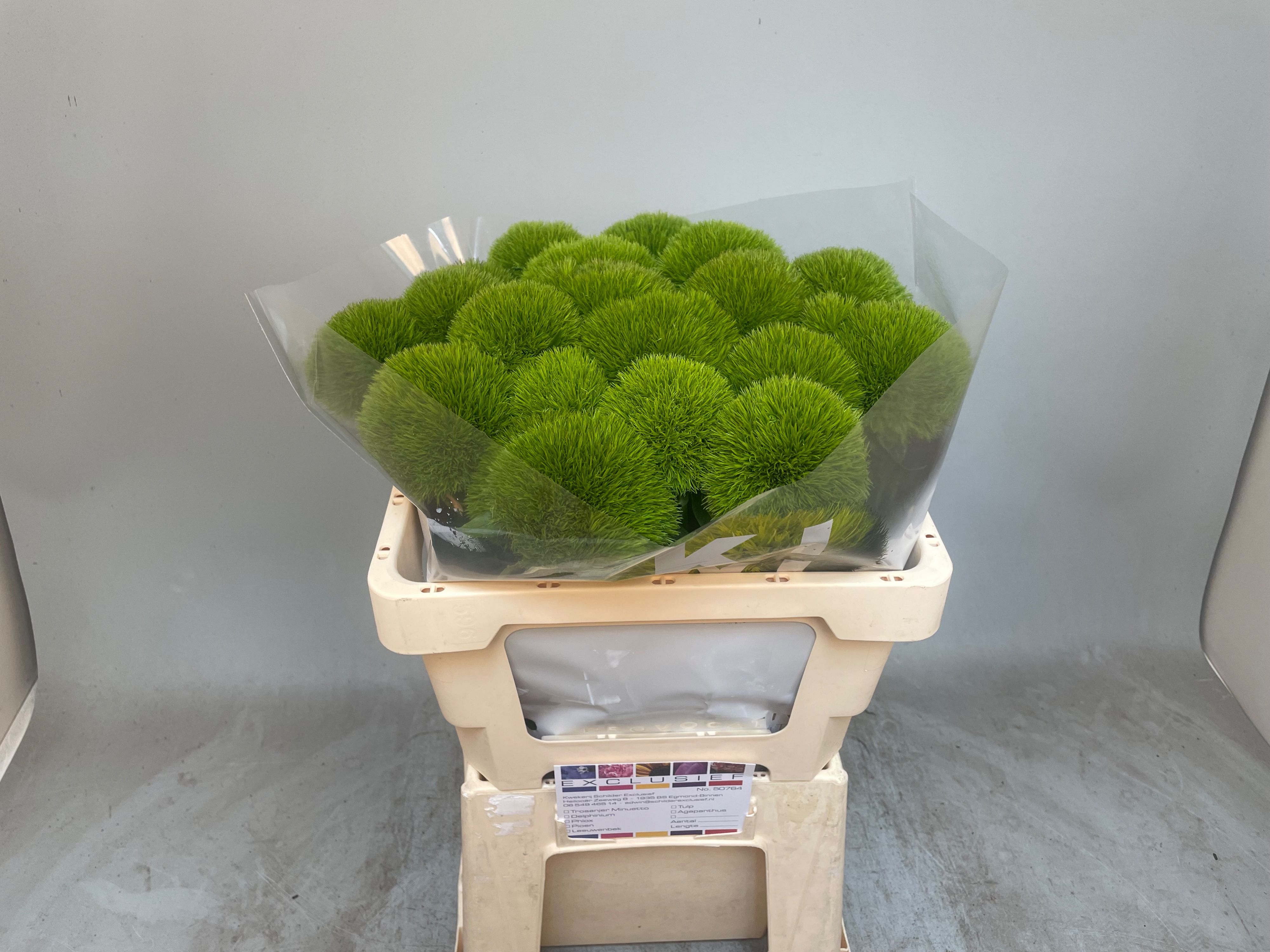 Dianthus Barb Kiwi Cool 50cm