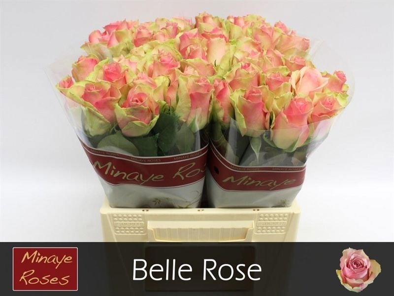 R Gr Belle Rose