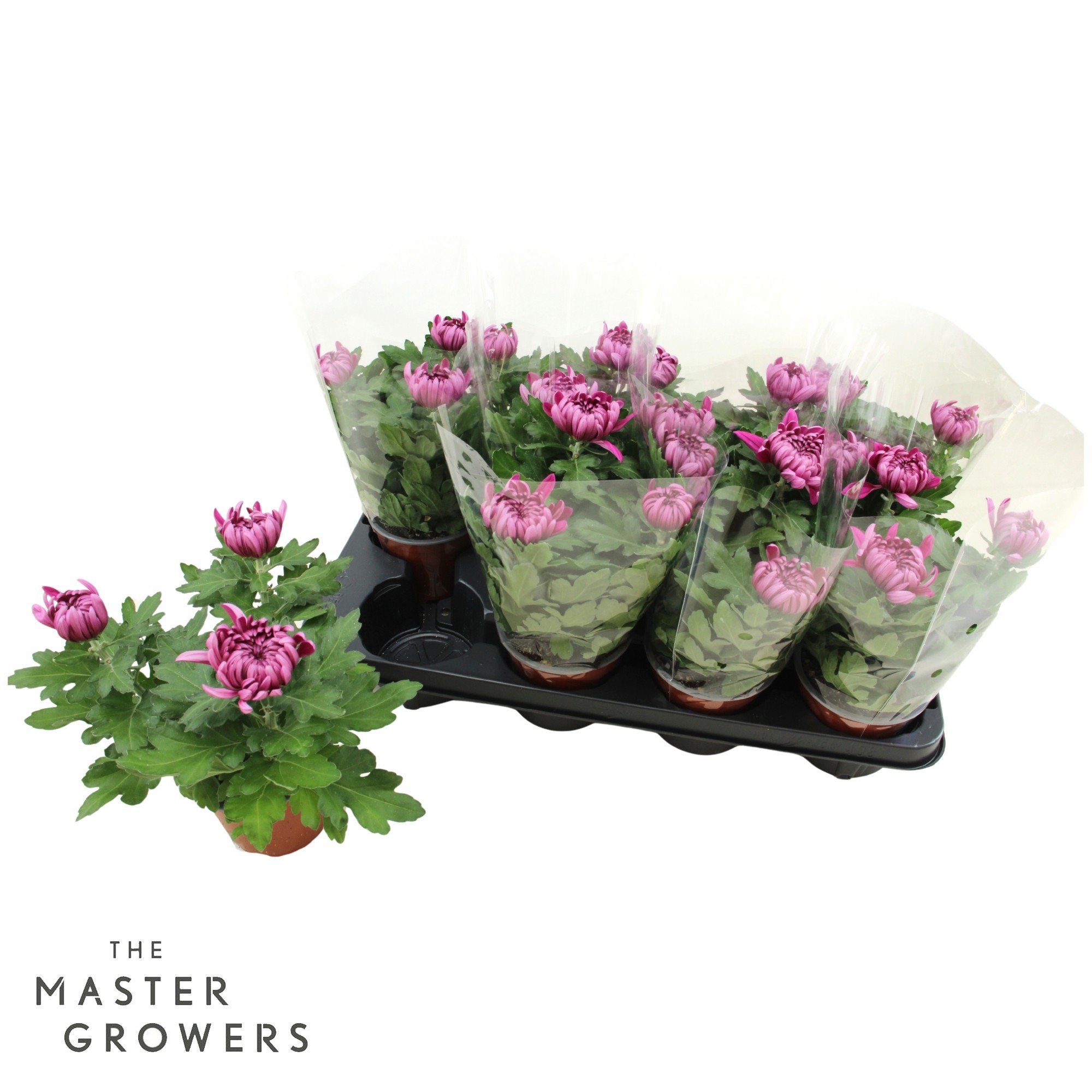 Deco Chrysant Purple 12cm 3pp