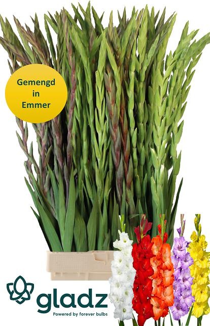 Gladiolus Mixed In Bucket 120cm 180gram