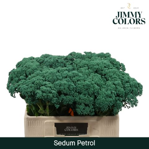 Sedum L55 Petrol