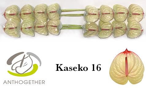 Anth A Kaseko