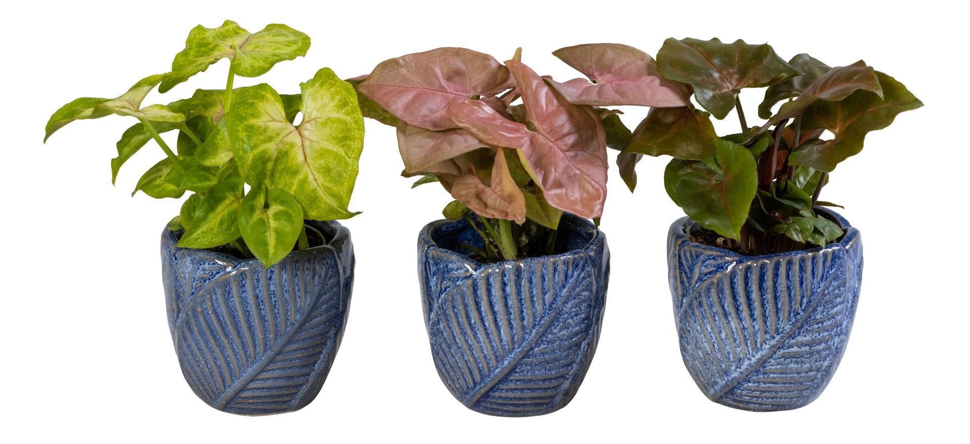 Syngonium L 66058 With Syngonium Mix