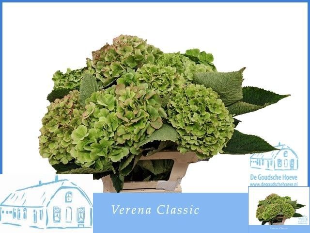 Hydr M Verena Cl