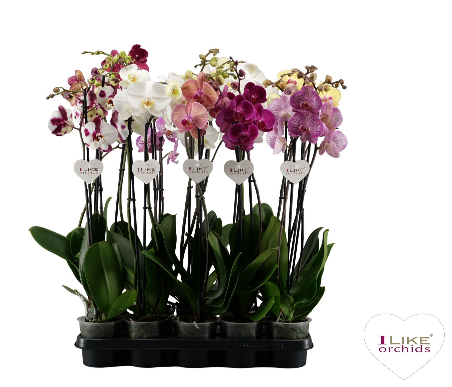 Picture of Phalaenopsis hybrid dark varieties P12 2 spikes 14+ flowers height 55 cm