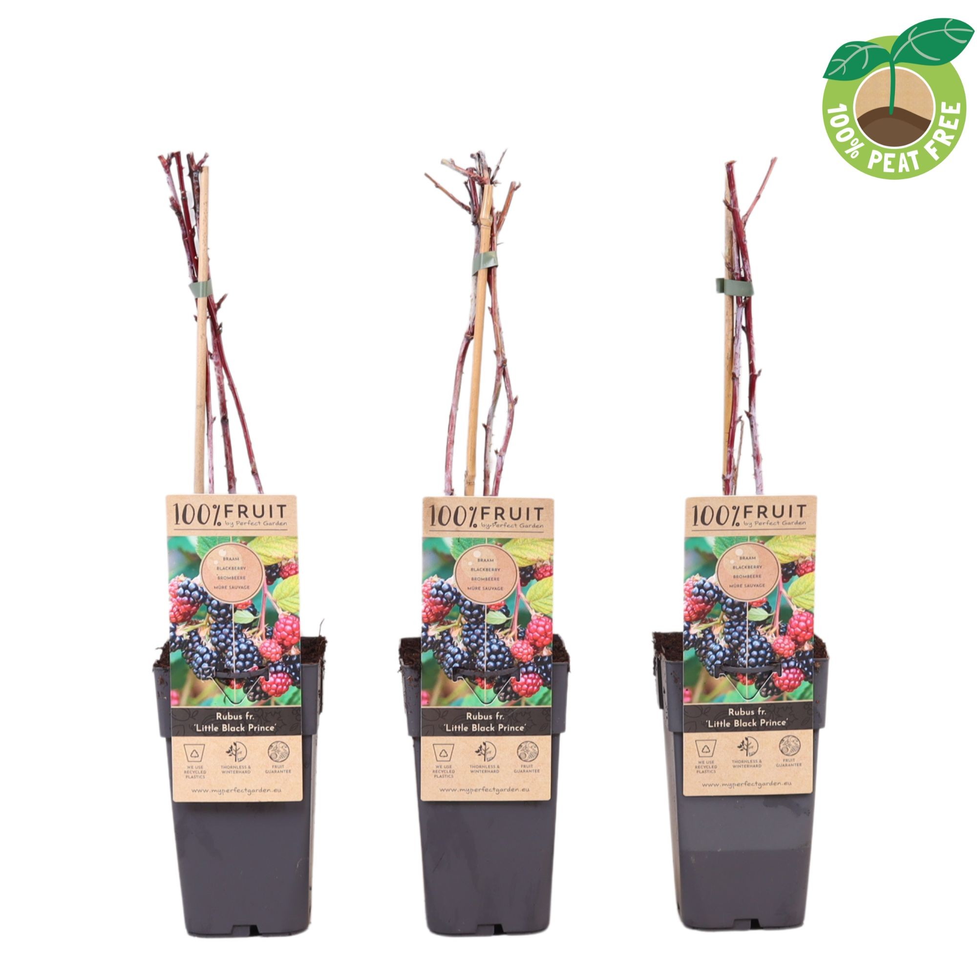 Picture of Rubus fruticosus Little Black Prince P15 (2 Ltr/high)