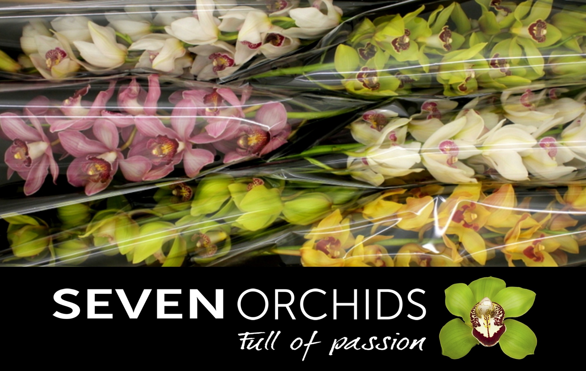 Cymbidium Asst 13bl