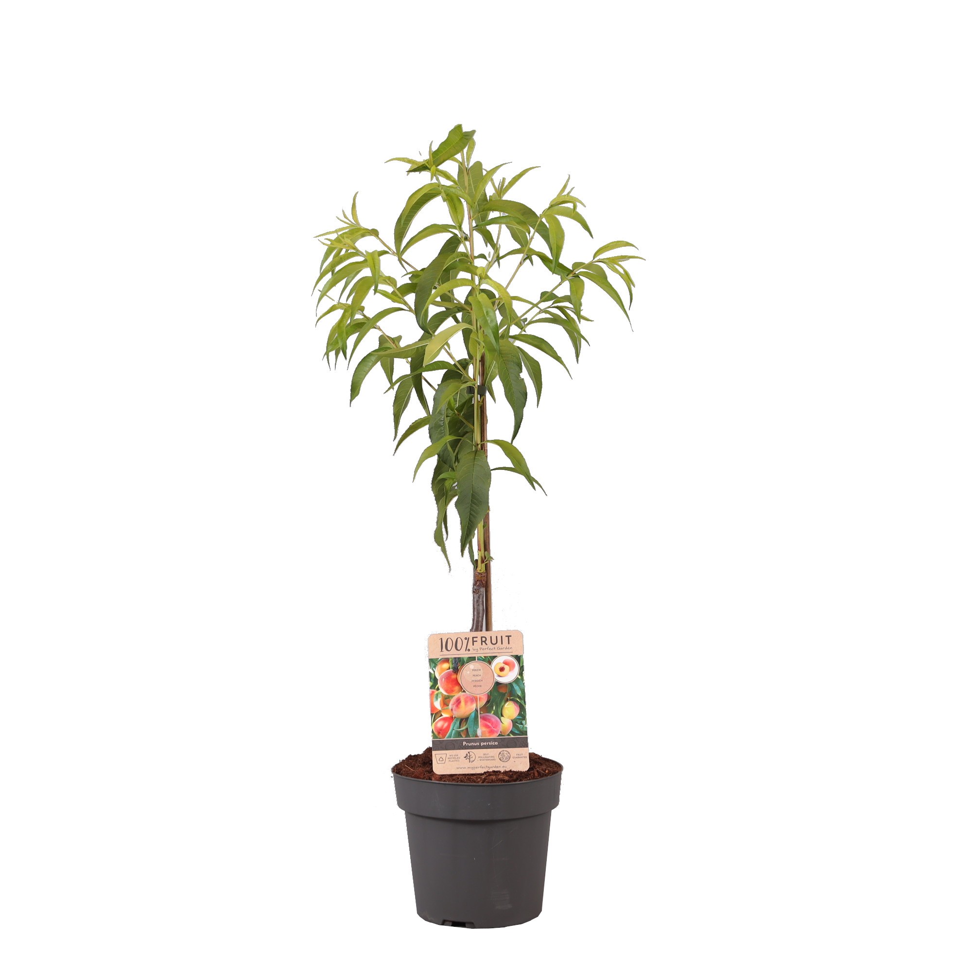 Picture of Prunus persica Peach P21 (4 Ltr) Patio-Trees