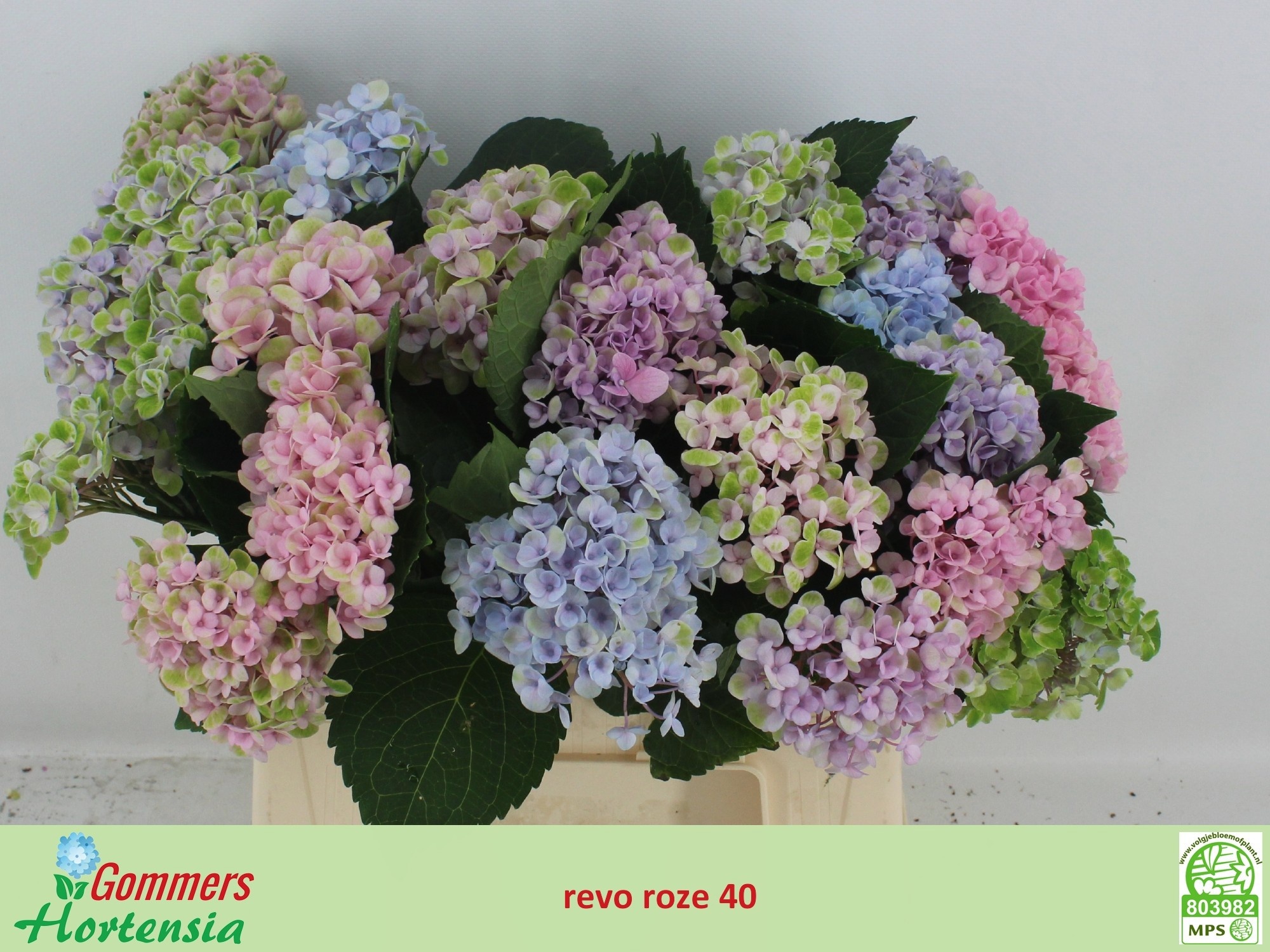 Hydrangea Revolution Pink 40cm 9Ø