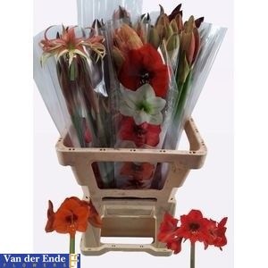 Hippeastrum Mixed 2/4bl