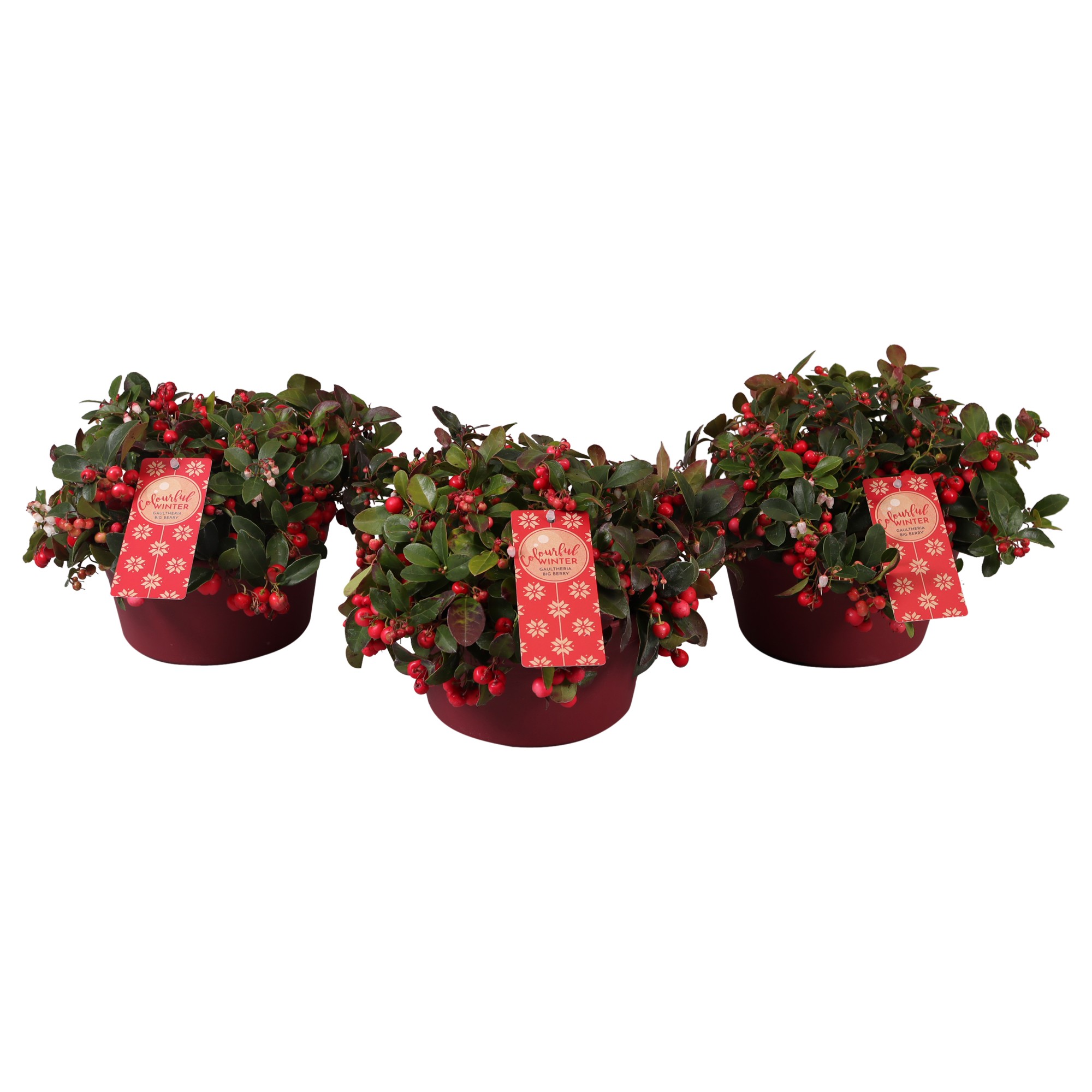 Picture of Gaultheria Big Berry (bowl) P19 (3 Ltr)