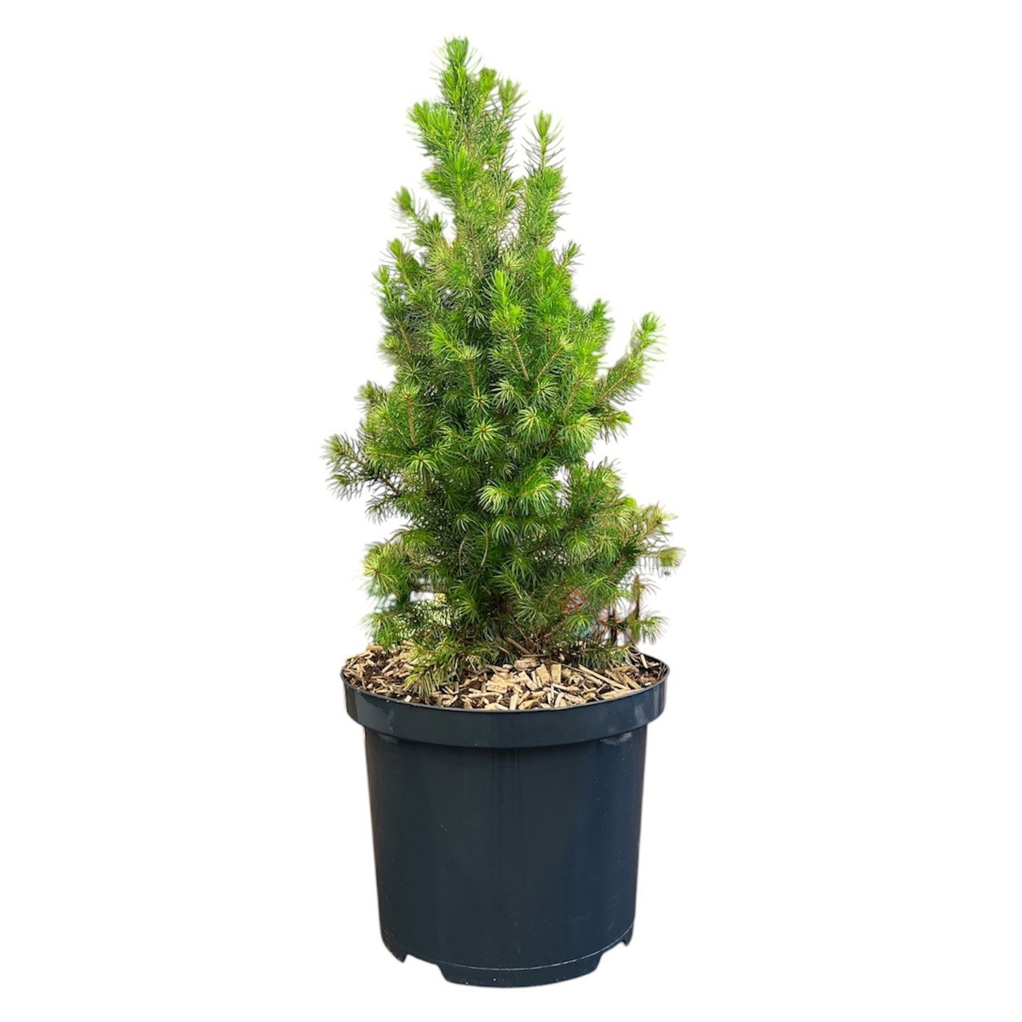 Picea g. 'J.W. Daisy's White'