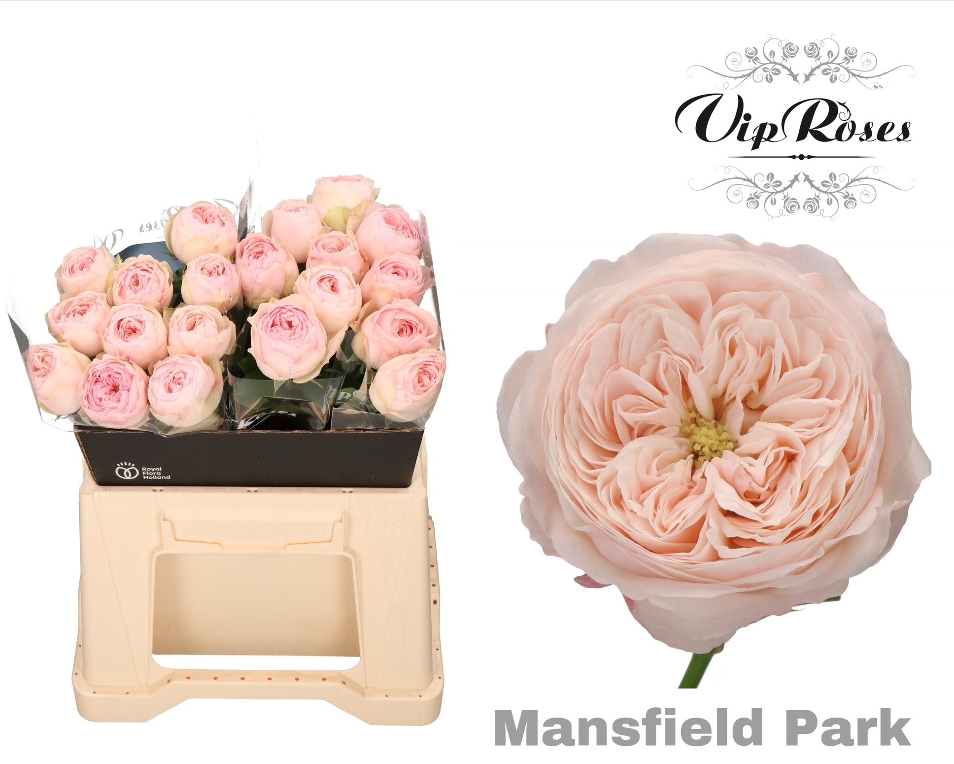 R Kl Mansfield Park