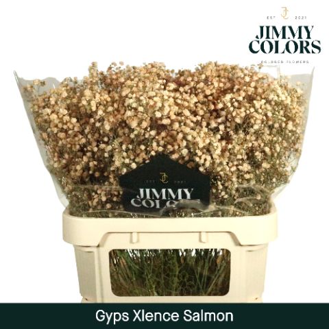 Gyps Xlence L80 Salmon