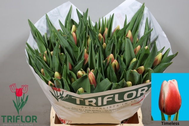 Tulipa Timeless 42cm 43gram