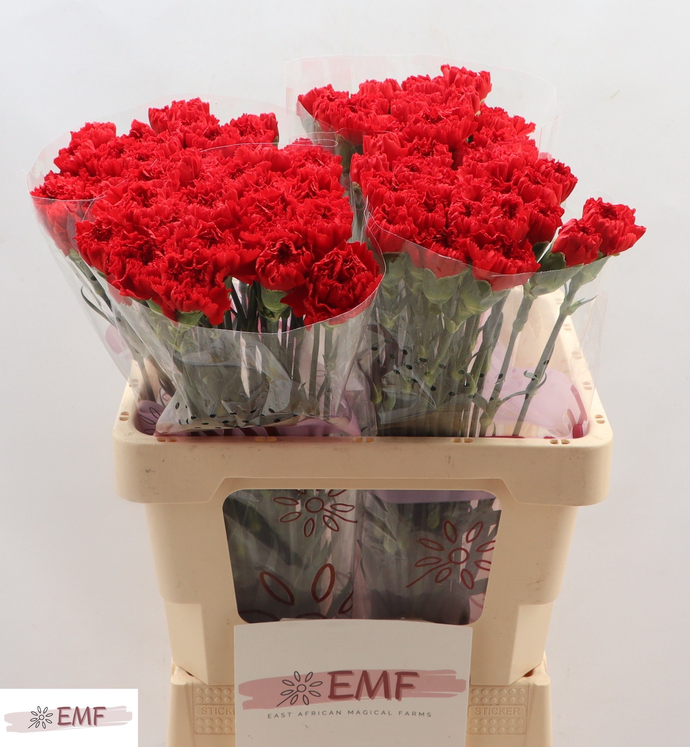 Dianthus St Don Pedro 60cm