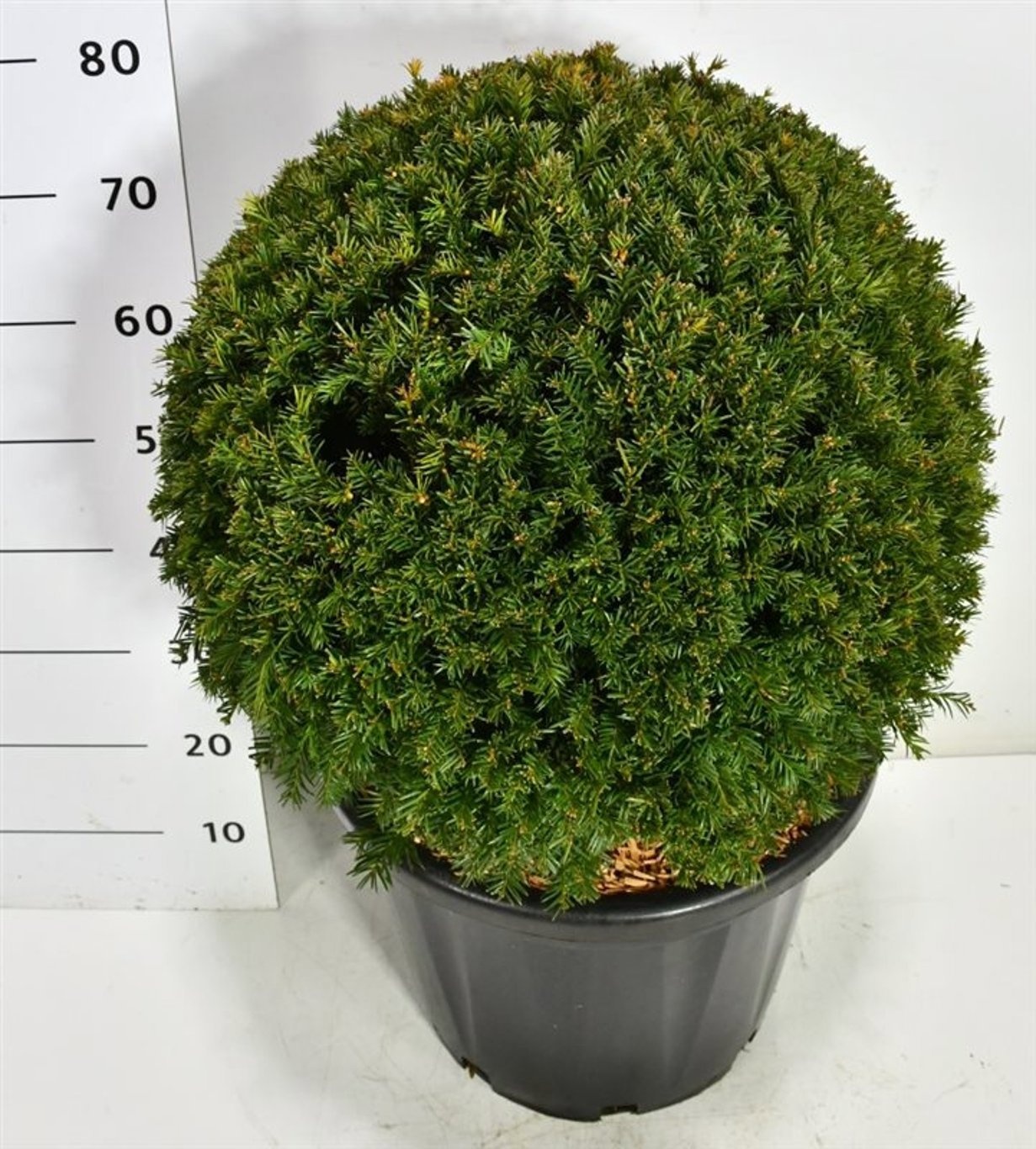 Taxus x media 'Groenland' | Gardenline