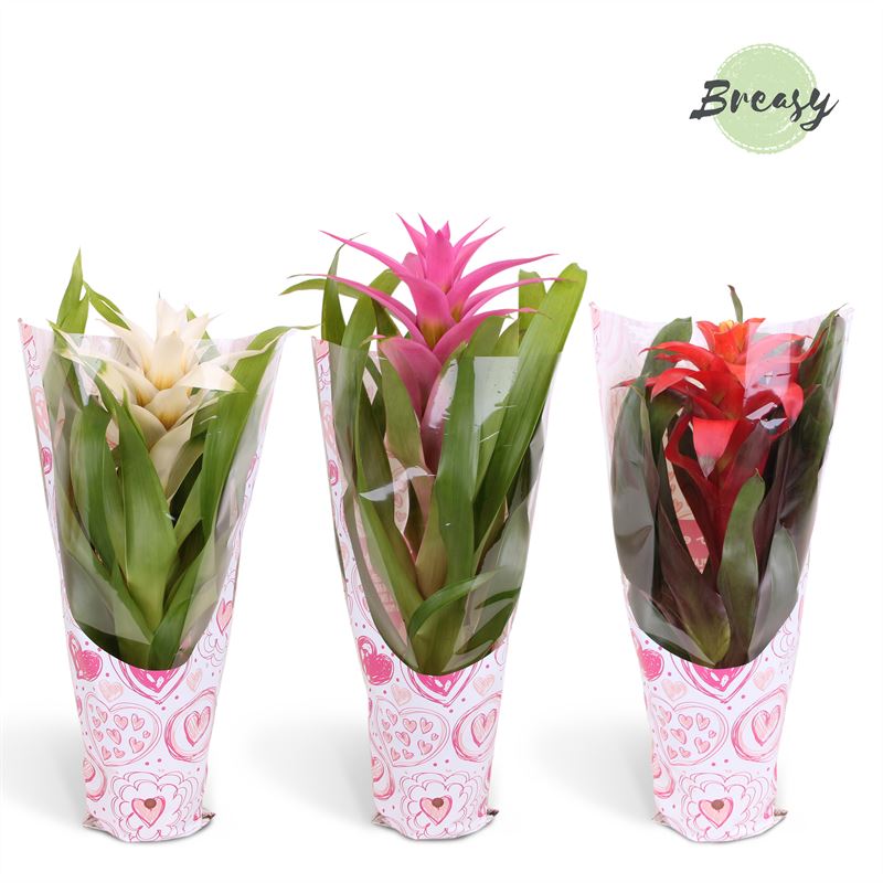 Picture of Guzmania Love Sleeve Valence P12 45cm