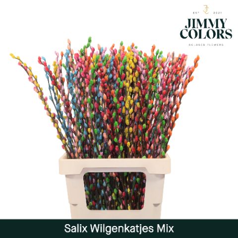 Salix Katjes L70 Rainbow Mix