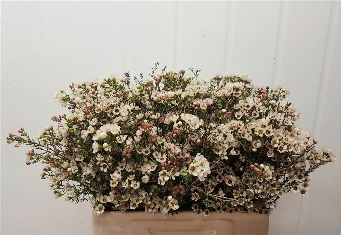 Chamelaucium Ella White 60cm 40gram