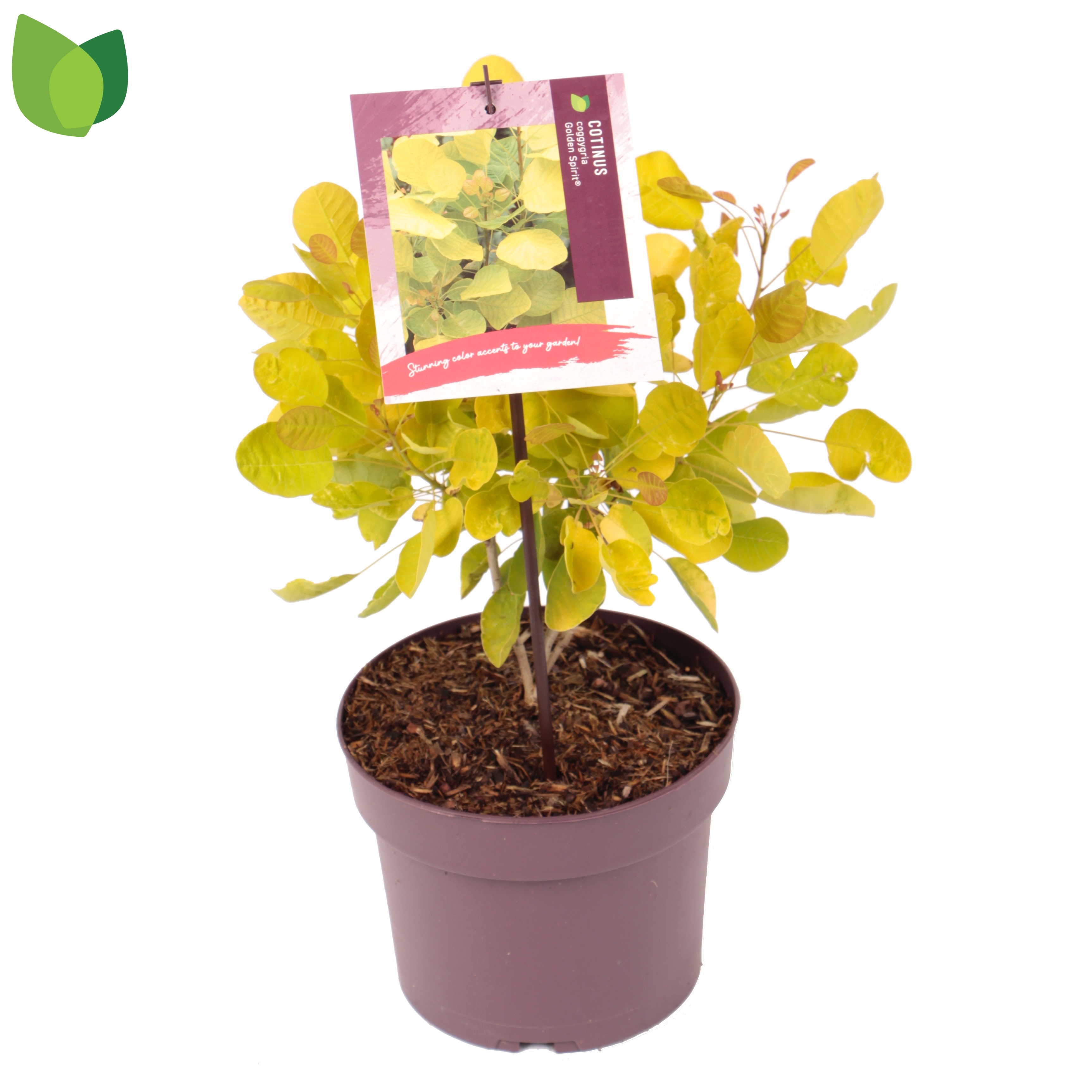 Coti Co Golden Spiri