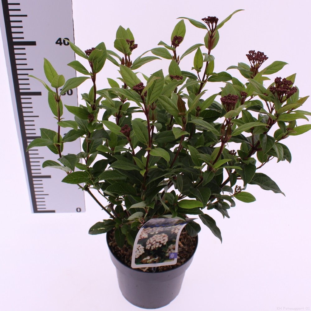 Picture of Viburnum tinus Ladybird PBR P17 (2 Ltr)