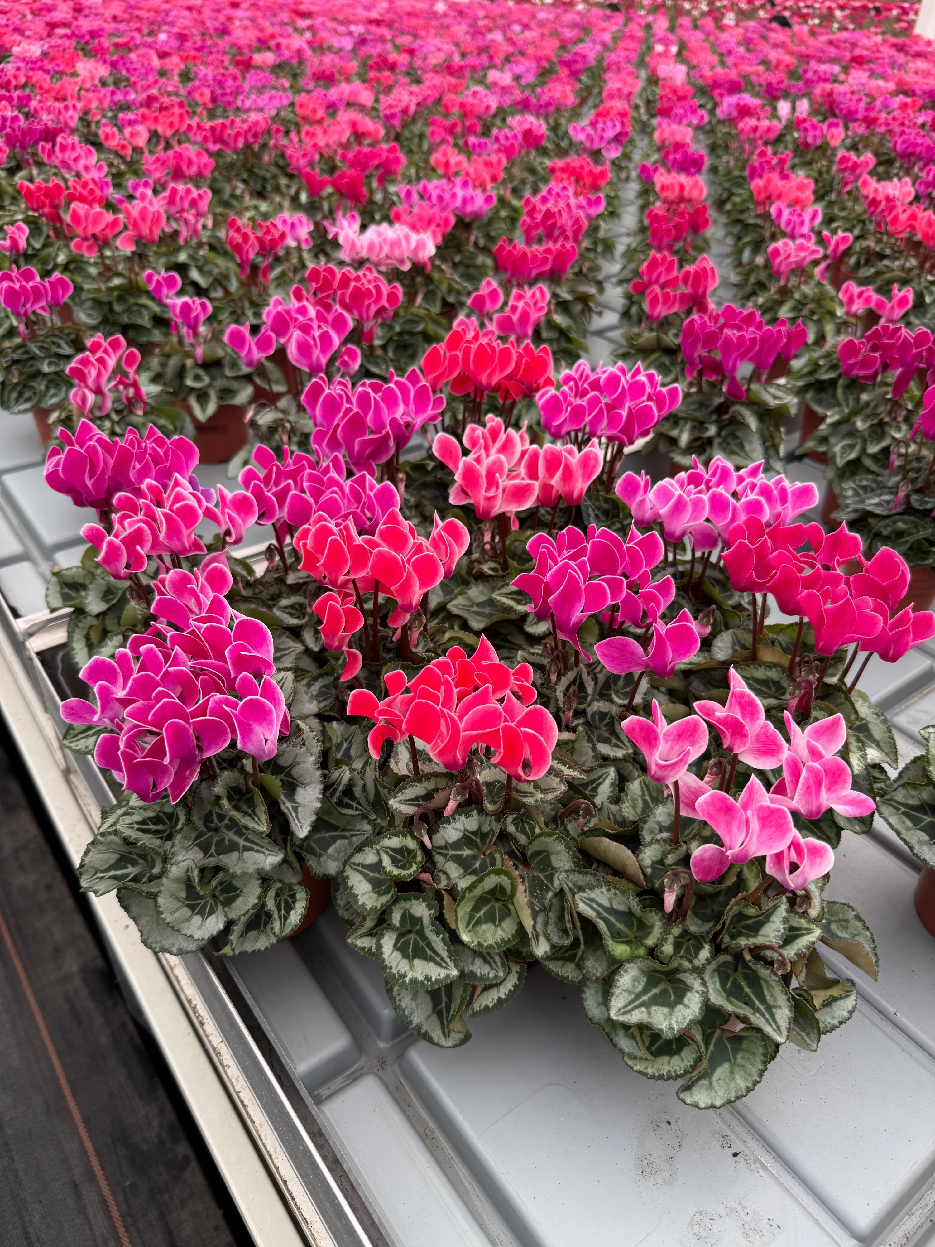 Cyclamen Mini Bisous