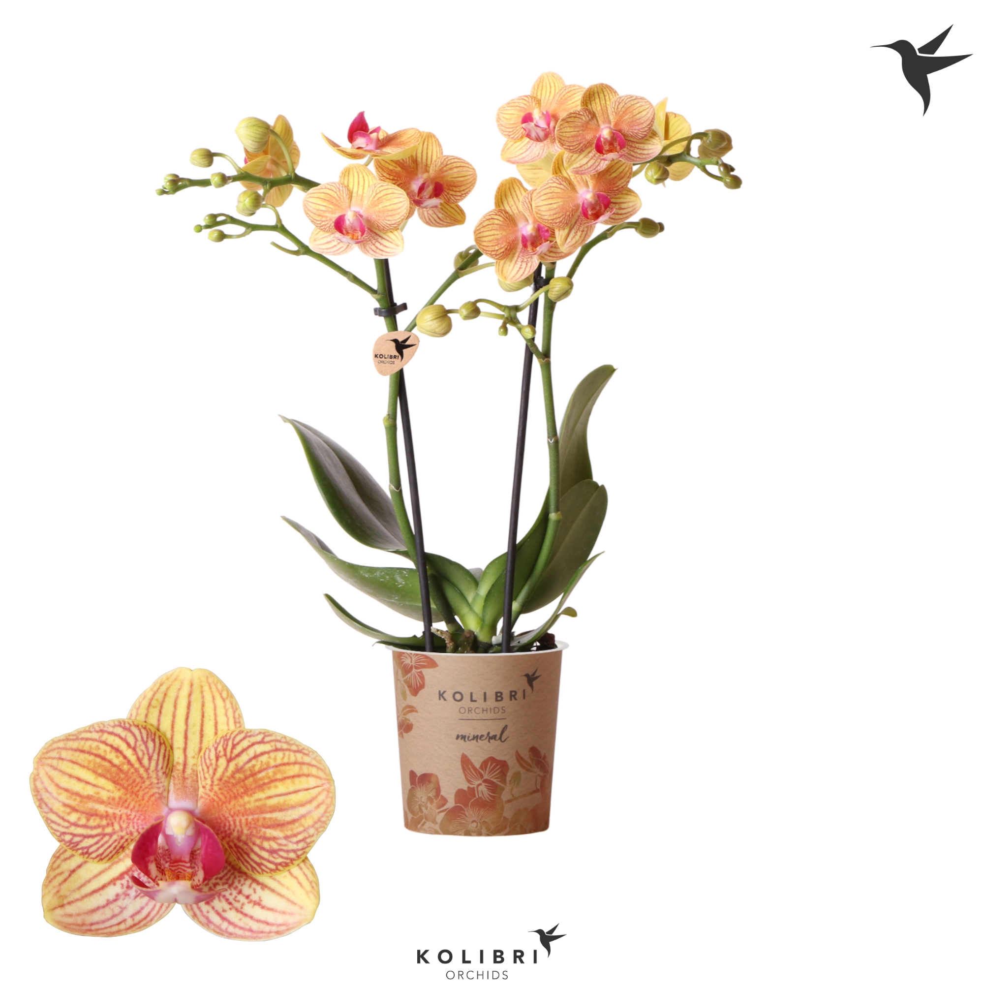 Phalaenopsis Multi. Floriclone Penny Love Kolibri Jamaica 2 stem |  Phalaenopsis Multiflora | Phalaenopsis Multiflora | Flowering indoor  orchids | Flowering indoorplants | Indoorplants | All products | Gardenline