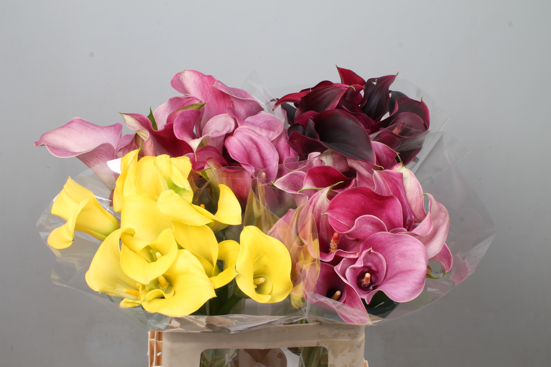 Calla Assorted 60cm