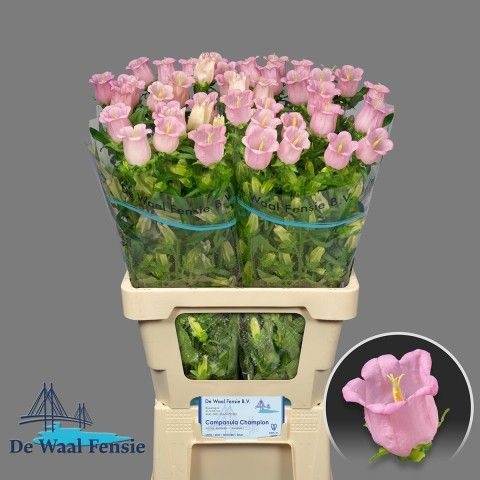 Camp M Cam Pear Pink