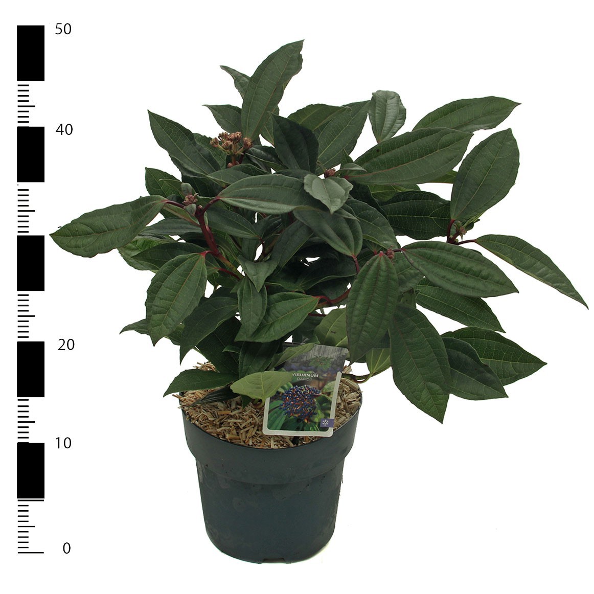 Picture of Viburnum davidii