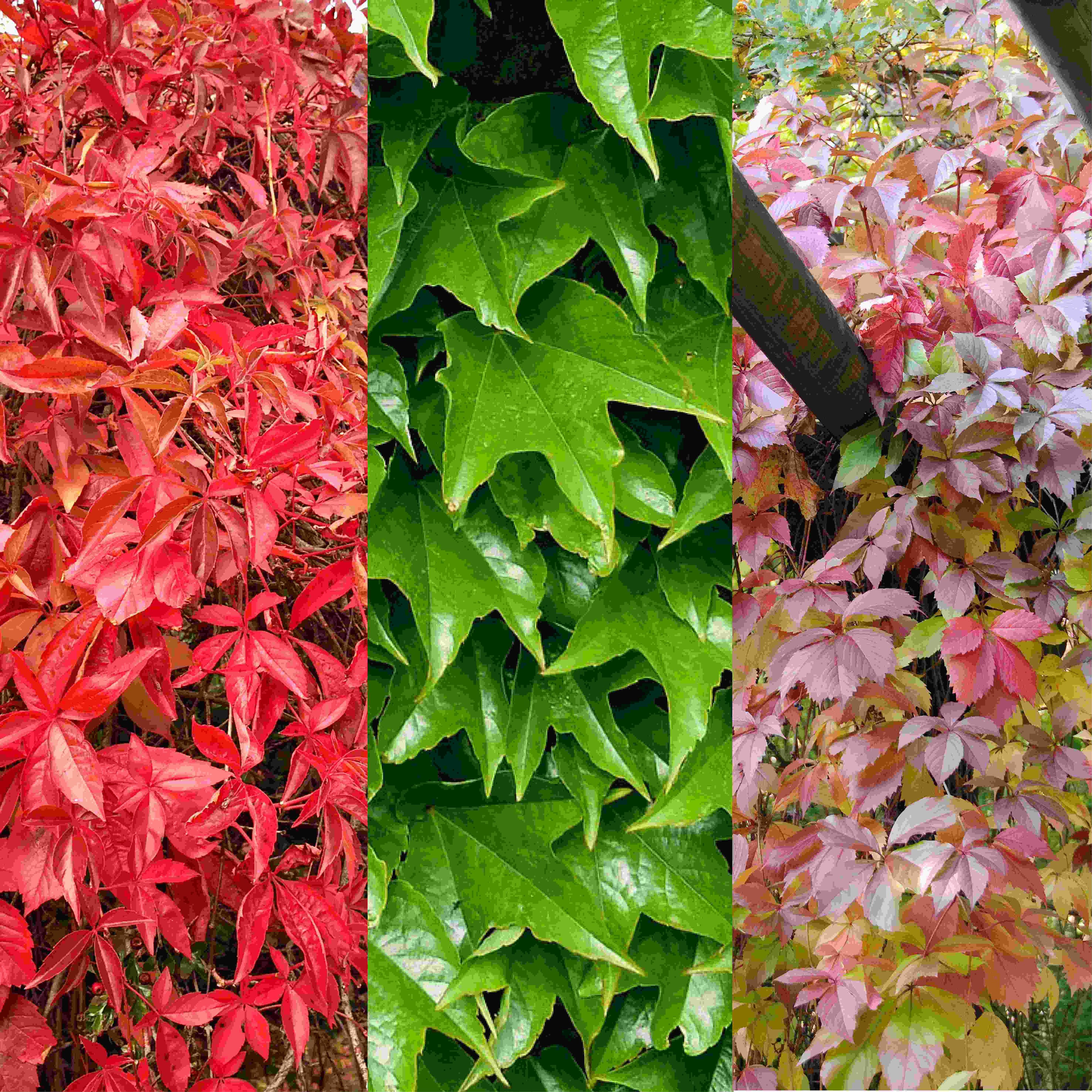 Parthenocissus in varieties