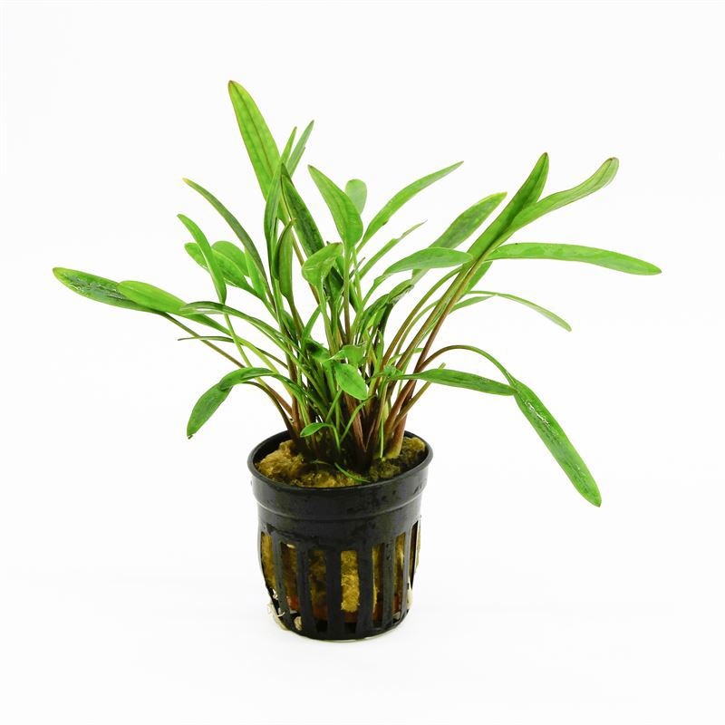 Cryptocoryne nevellii