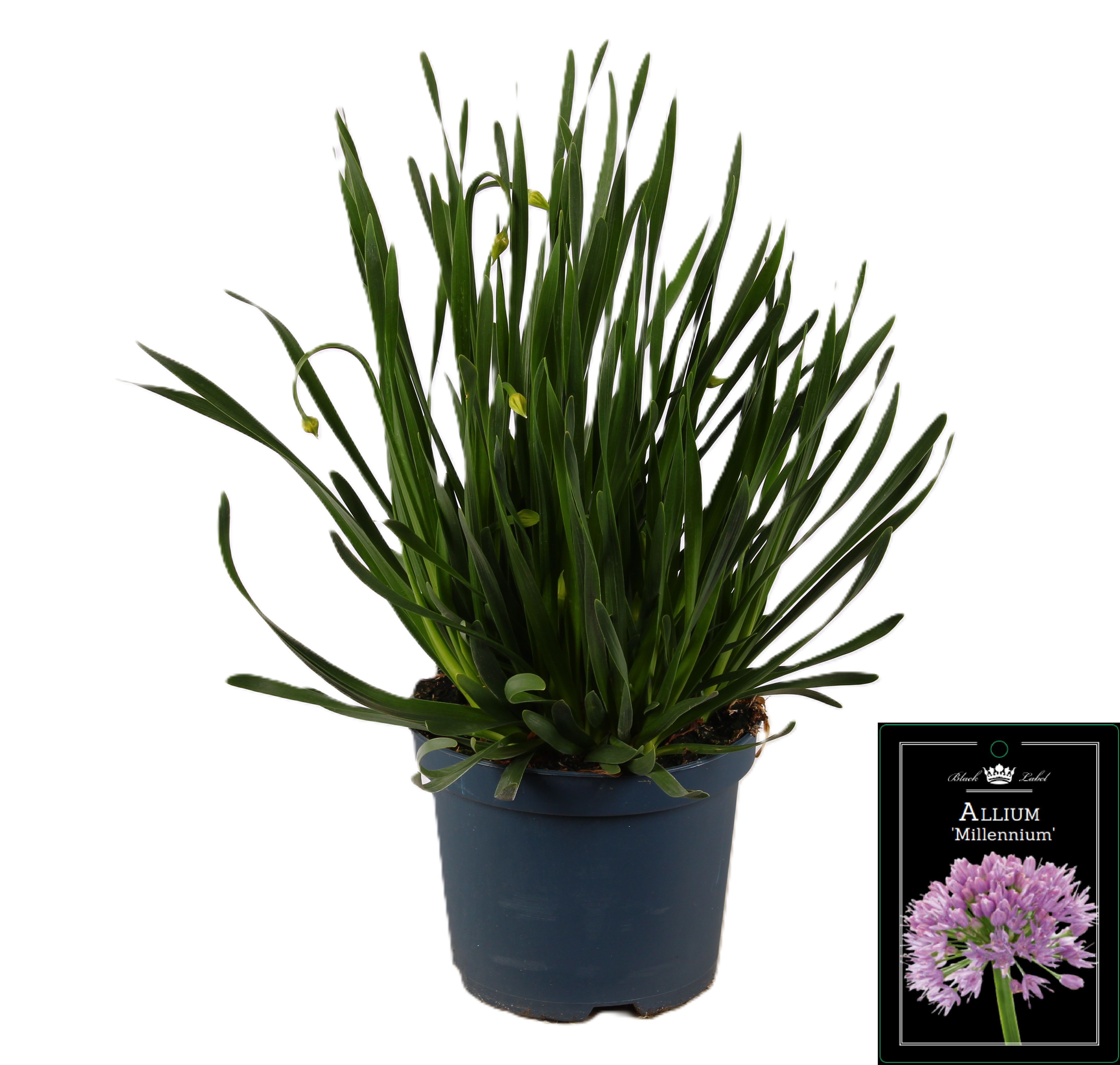 Picture of Allium Millenium