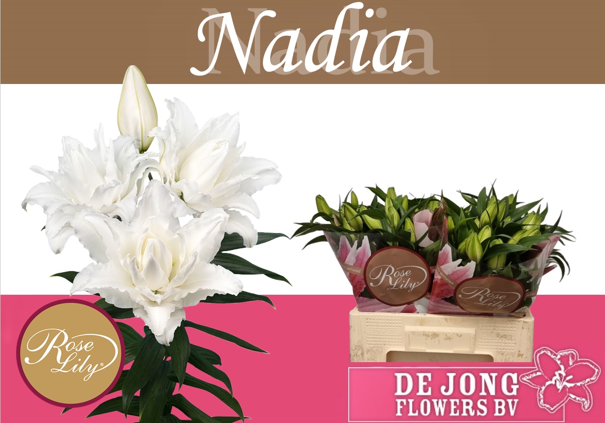 Li Or Du Rl Nadia 55cm 2/4bl