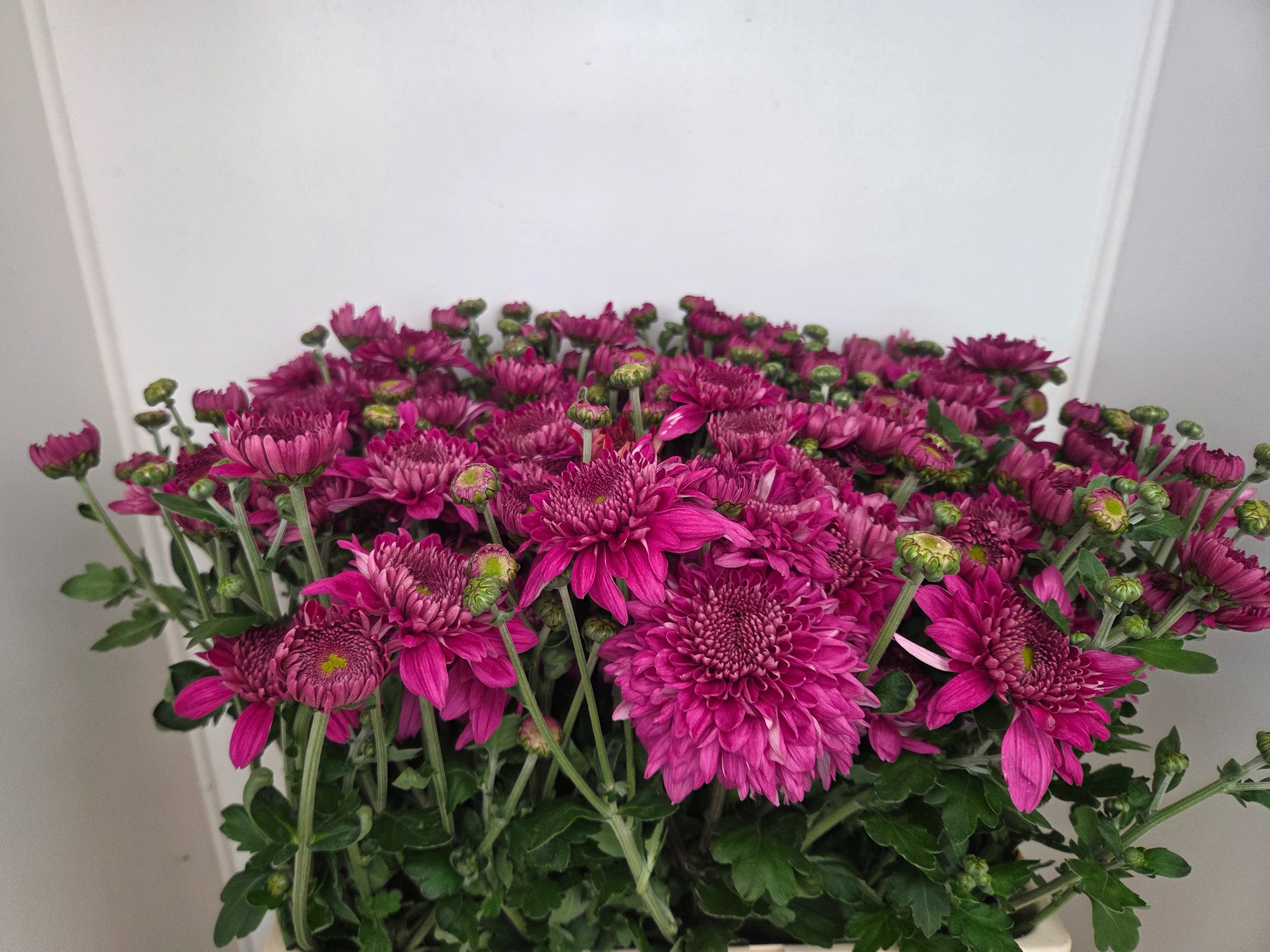Chrys Santini Purpetta 60cm