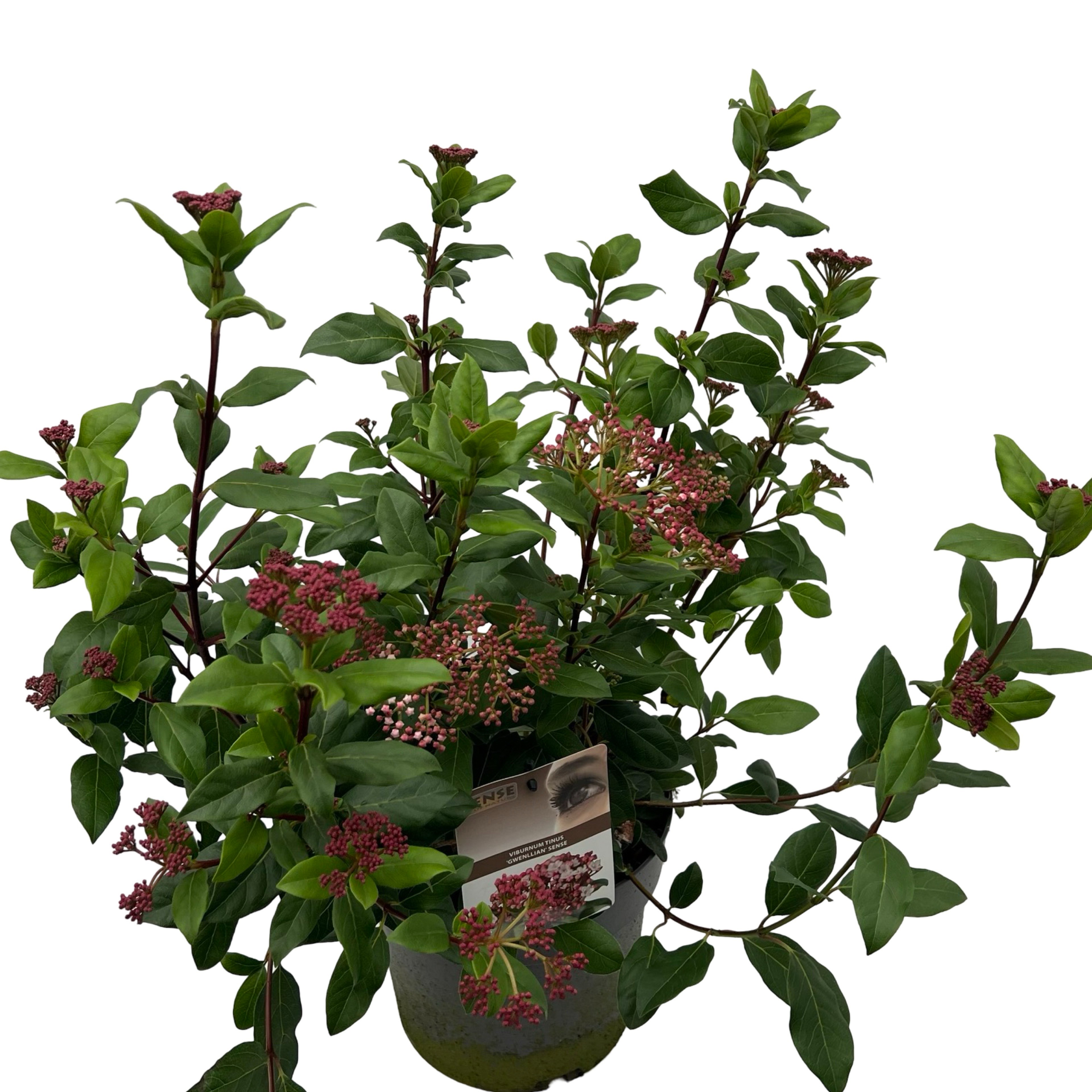 Picture of Viburnum tinus 'Gwenllian' sense