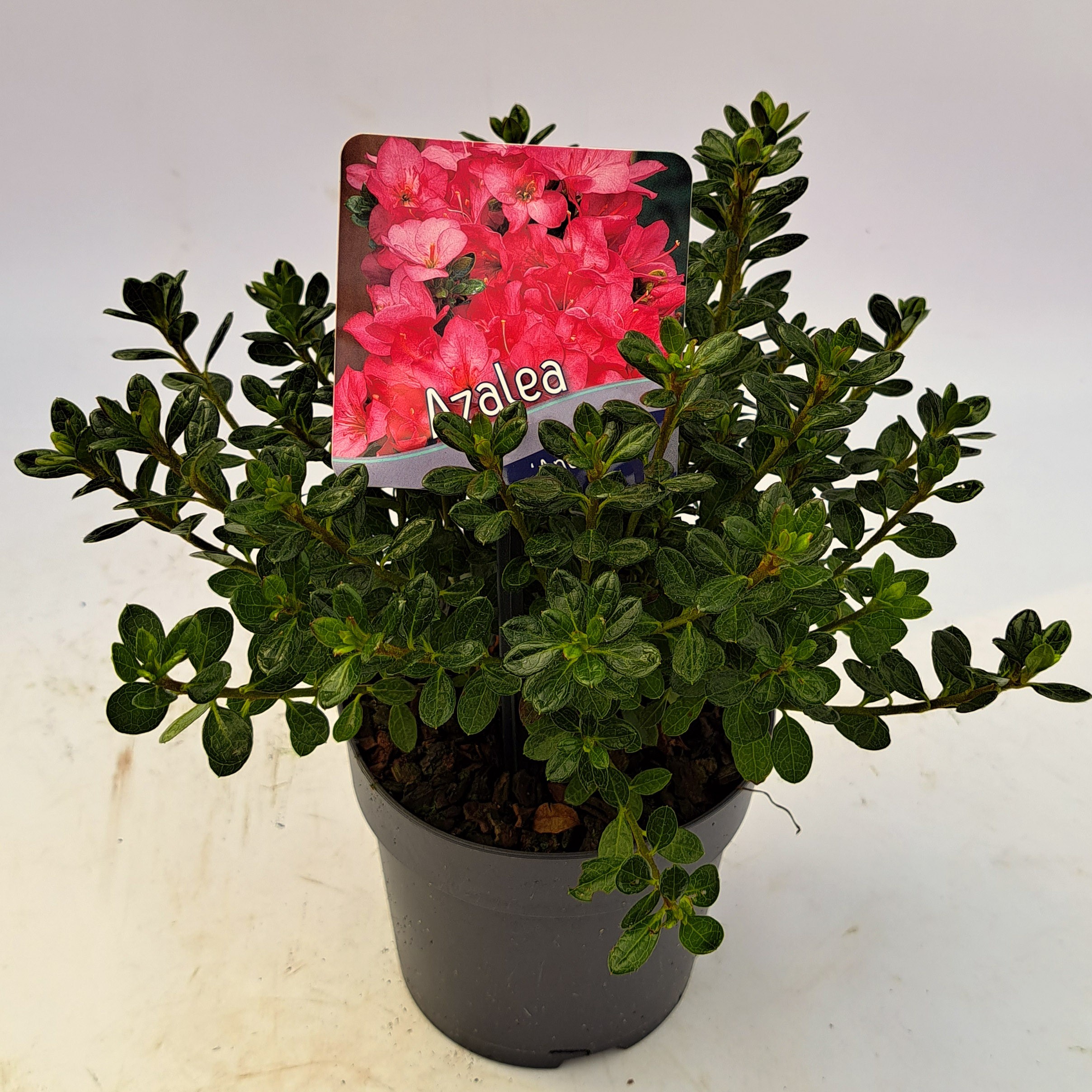 Picture of Azalea jap. 'Anouk'